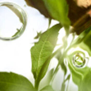 Verbena, ingrediente de LES O OFF NOW Lancome