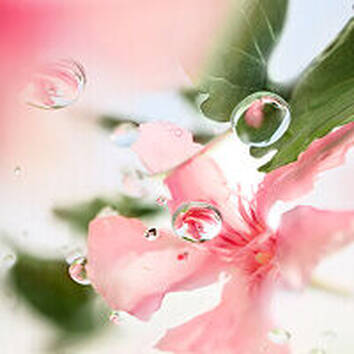 Acorde de Sandalo, ingrediente de LES O OFF NOW Lancome