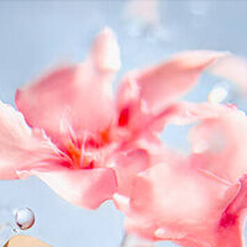 Jasmin absoluta, ingrediente de LES ÔVER THE TOP Lancôme