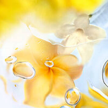 Acorde de Sandalo, ingrediente de LES O OFF NOW Lancome