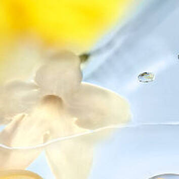 Jasmin do jardim de Lancôme, ingrediente do perfume floral LES Ô ZENITH Lancôme