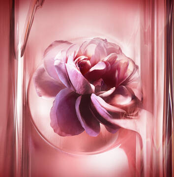 Rosa Pomarose, ingrediente do perfume floral IDÔLE POWER EAU DE PARFUM INTENSE de Lancôme