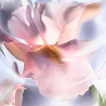 A íris nobre traz elegância e sofisticação a um perfume clássico La Vie Est Belle perfume com Iris nobre